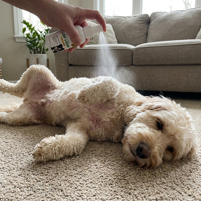 SoothePaw | Relief That Stays On